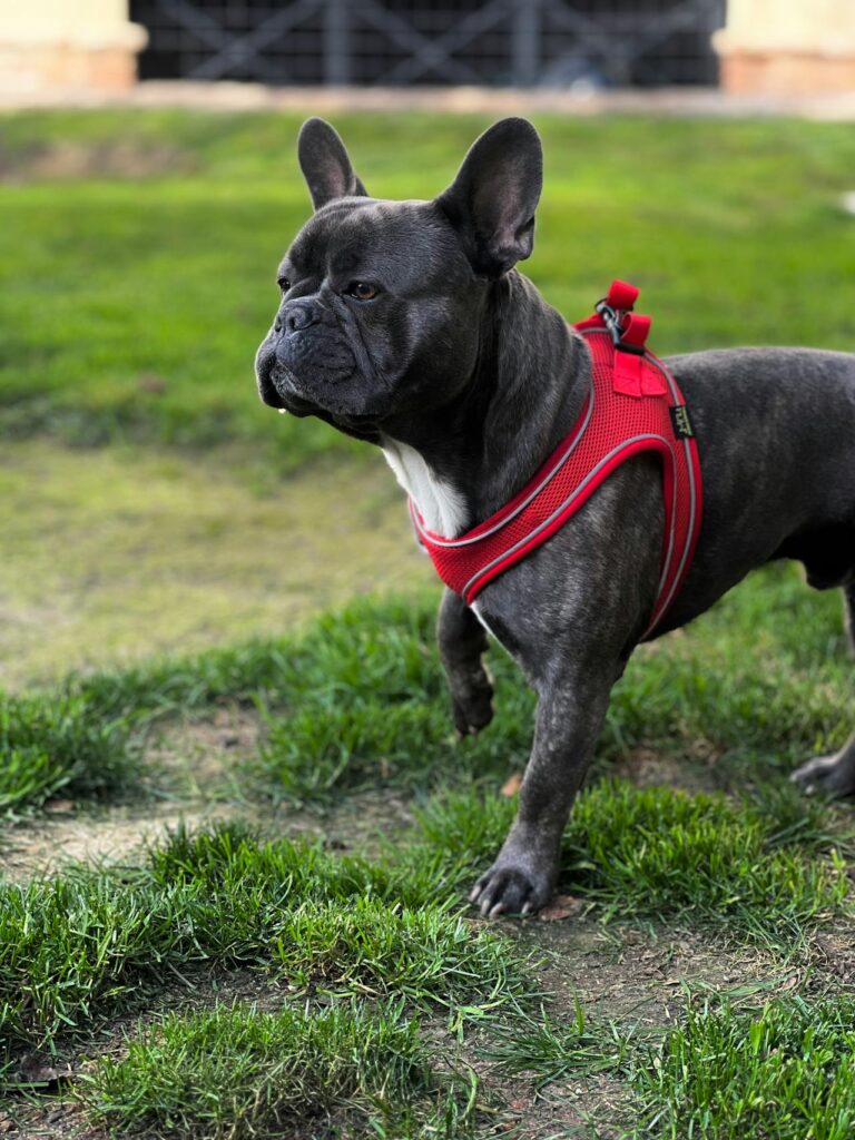 French Bulldogs Stand Out