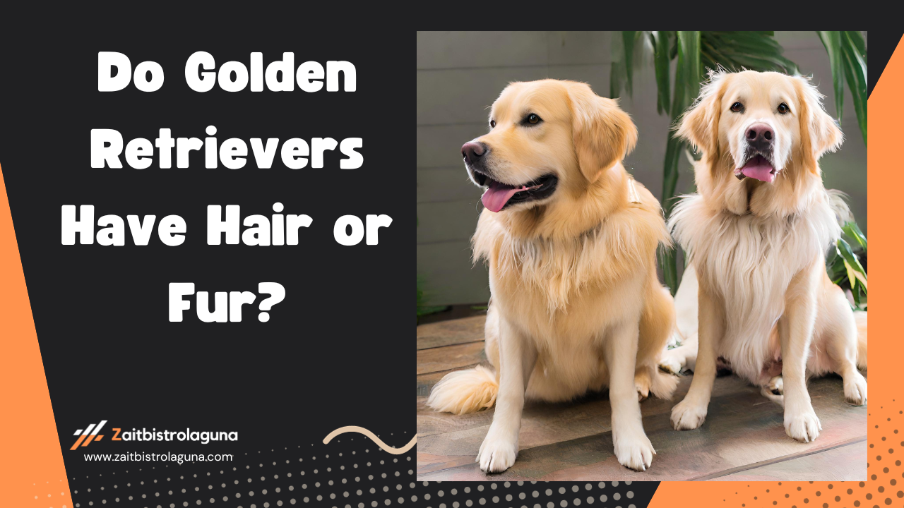 Do Golden Retrievers Have Hair or Fur Image