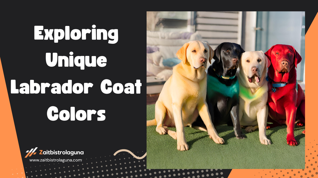 Exploring Unique Labrador Coat Colors Image