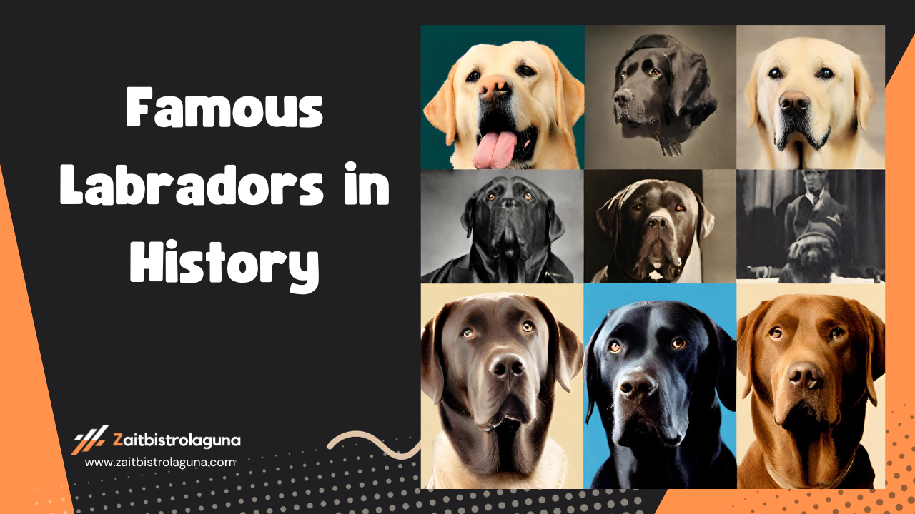 Famous Labradors in History Image