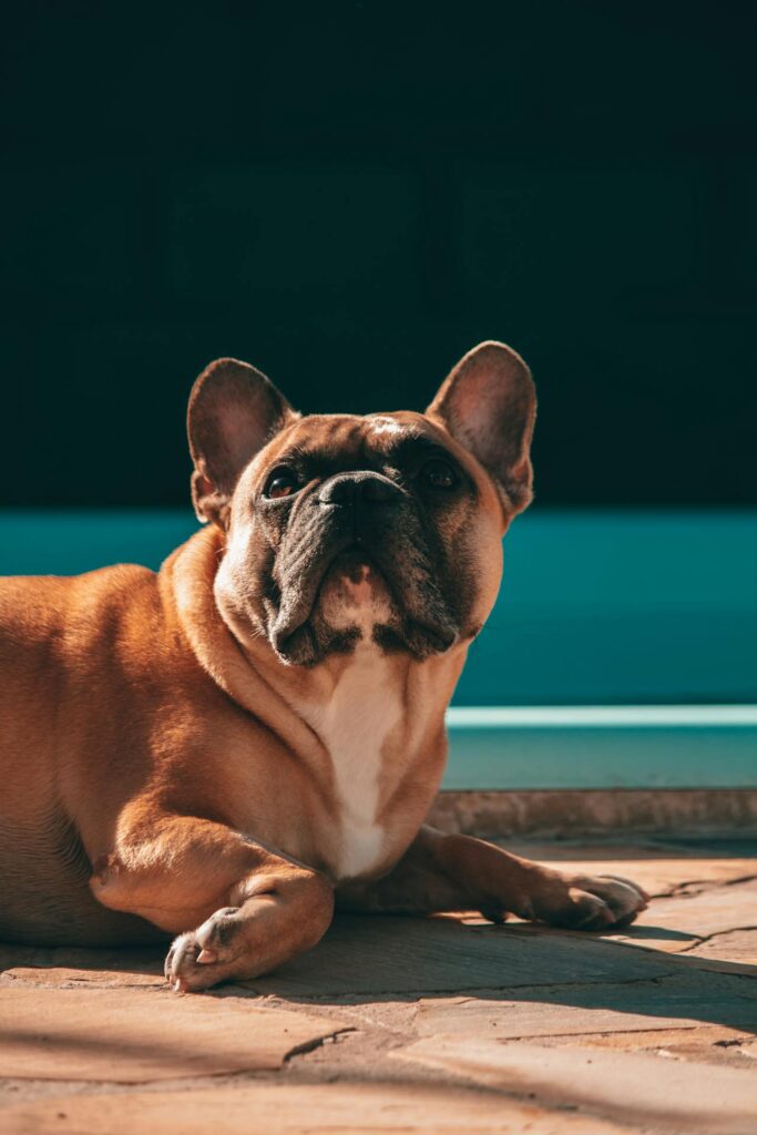 French Bulldog Charismatic Breed Image