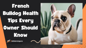 French Bulldog Health Tips Every Owner Should Know Image