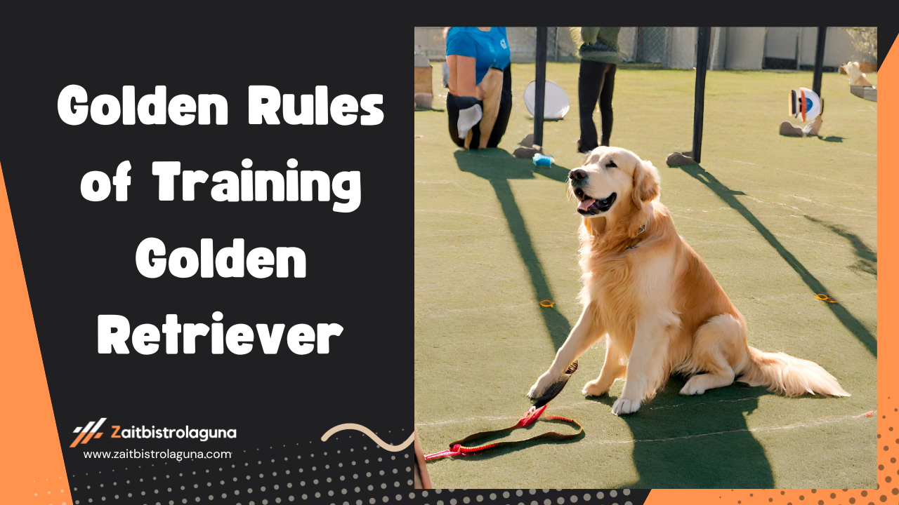 Golden Rules of Training From Pup to Pro Image