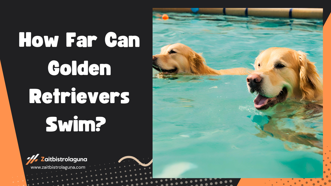 How Far Can Golden Retrievers Swim Image