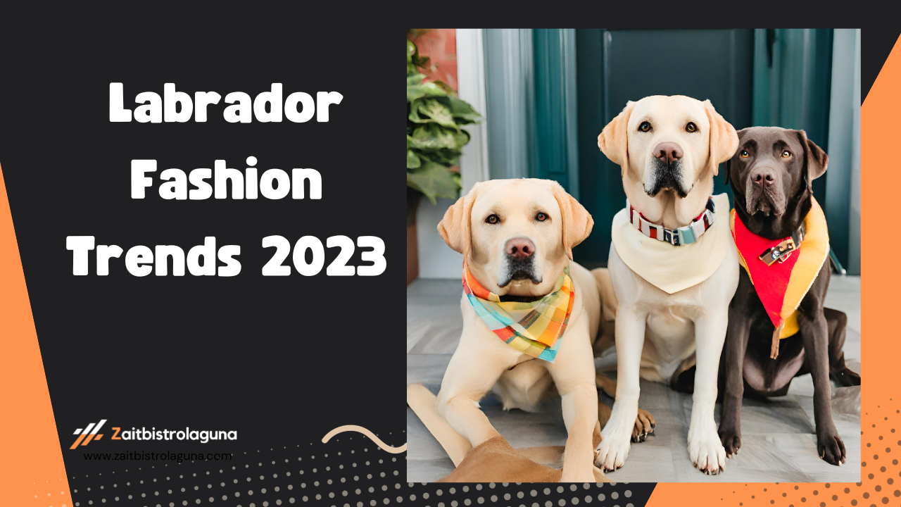 Labrador Fashion Trends 2023 Image