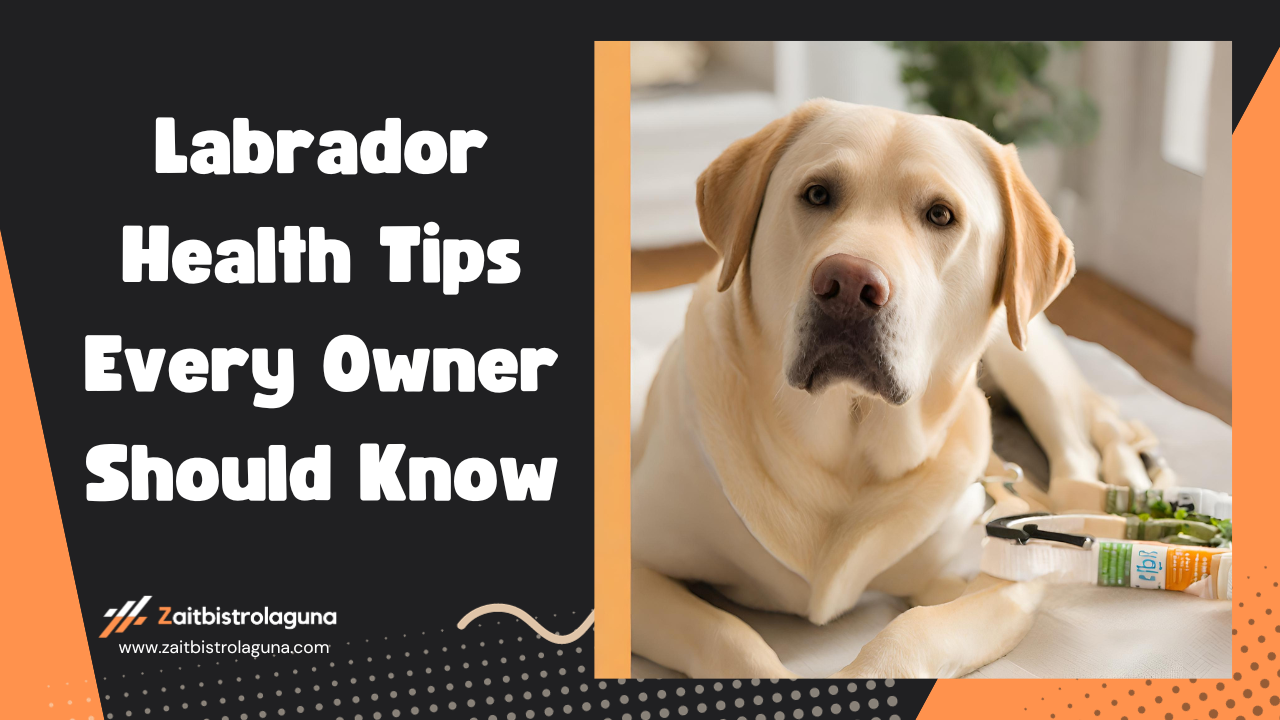 Labrador Health Tips Every Owner Should Know Image