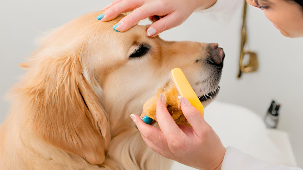 Nail Care, Ear Cleaning golden retriever Image