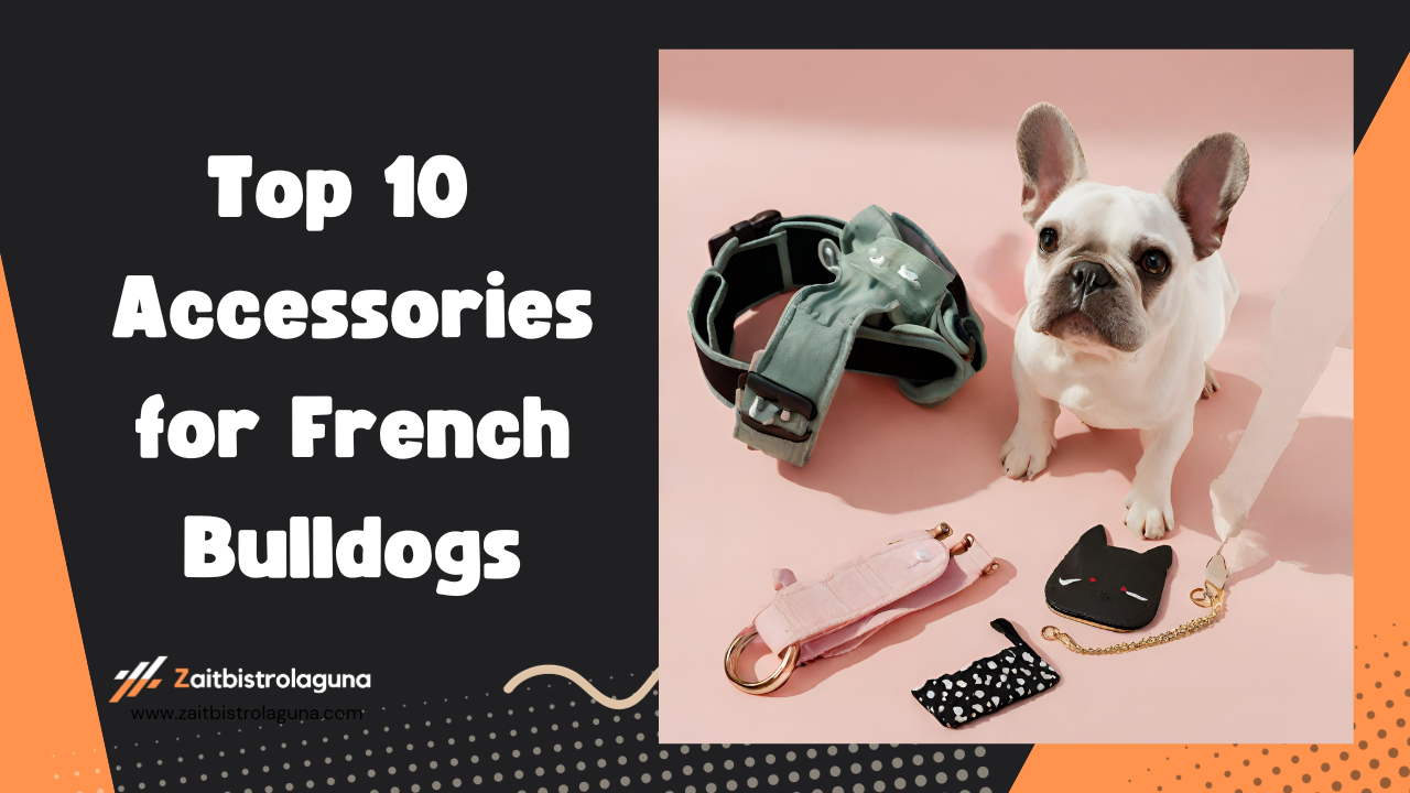 Top 10 Accessories for French Bulldogs Image