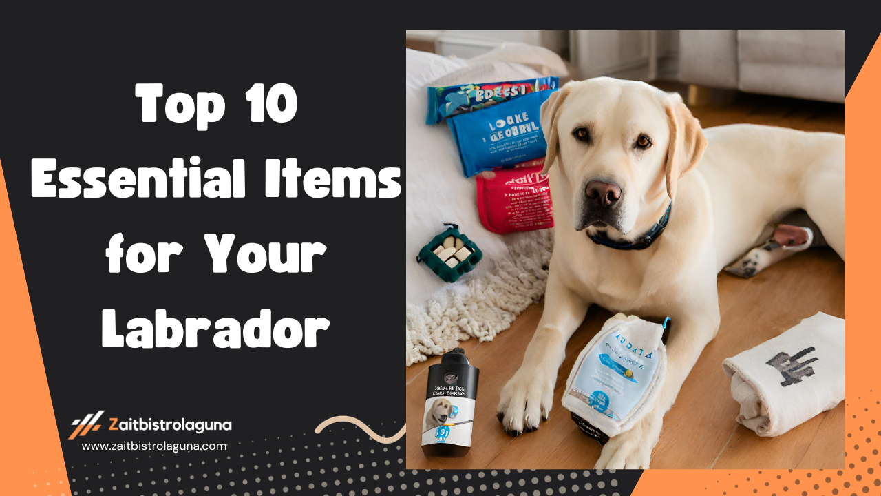 Top 10 Essential Items for Your Labrador Image