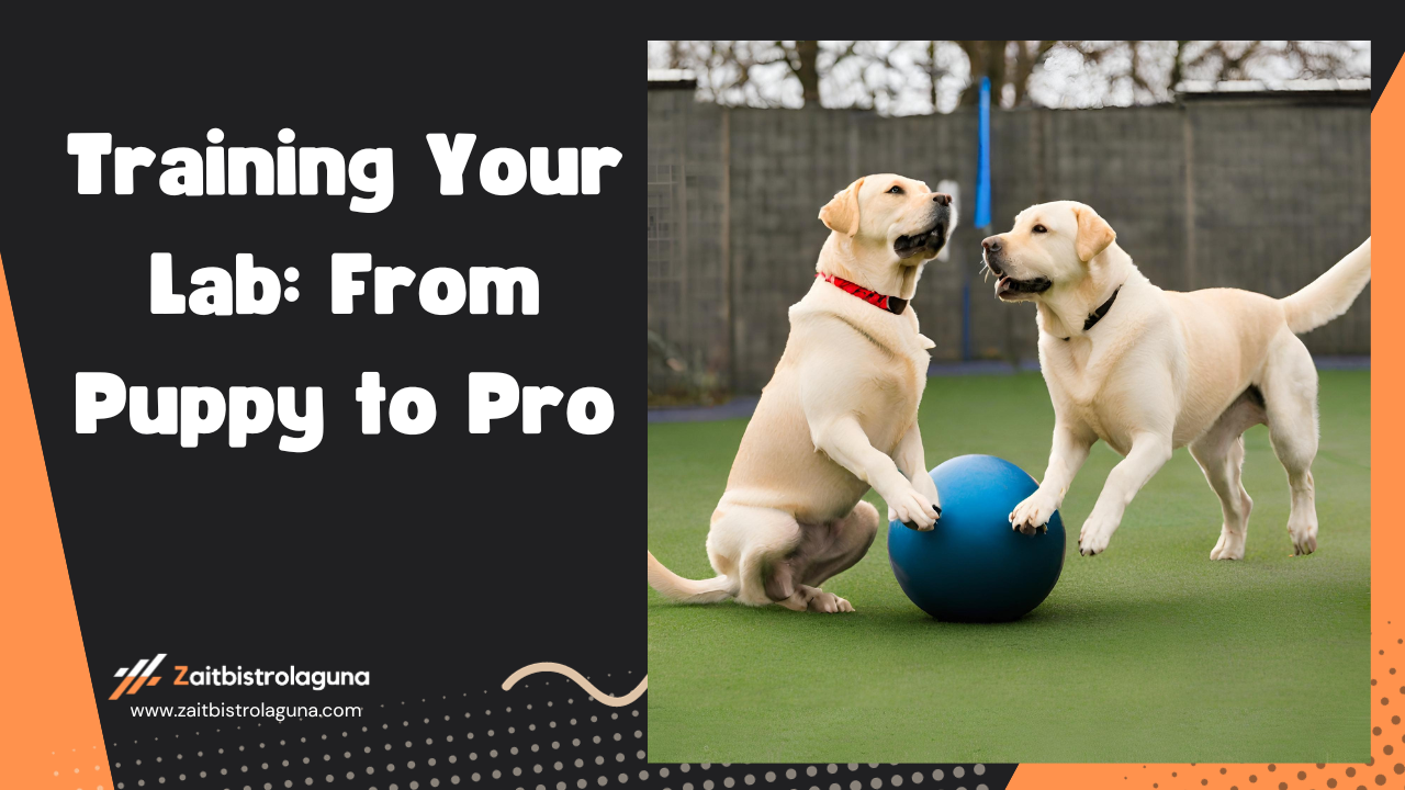Training Your Lab From Puppy to Pro Image