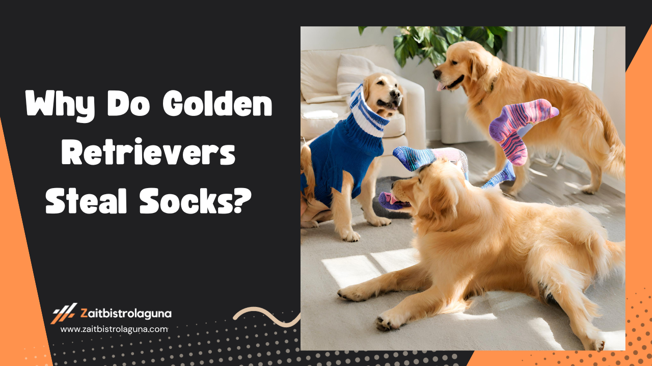 Why Do Golden Retrievers Steal Socks Image