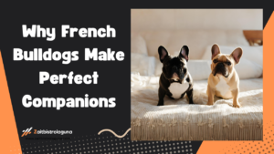 Why French Bulldogs Make Perfect Companions Image