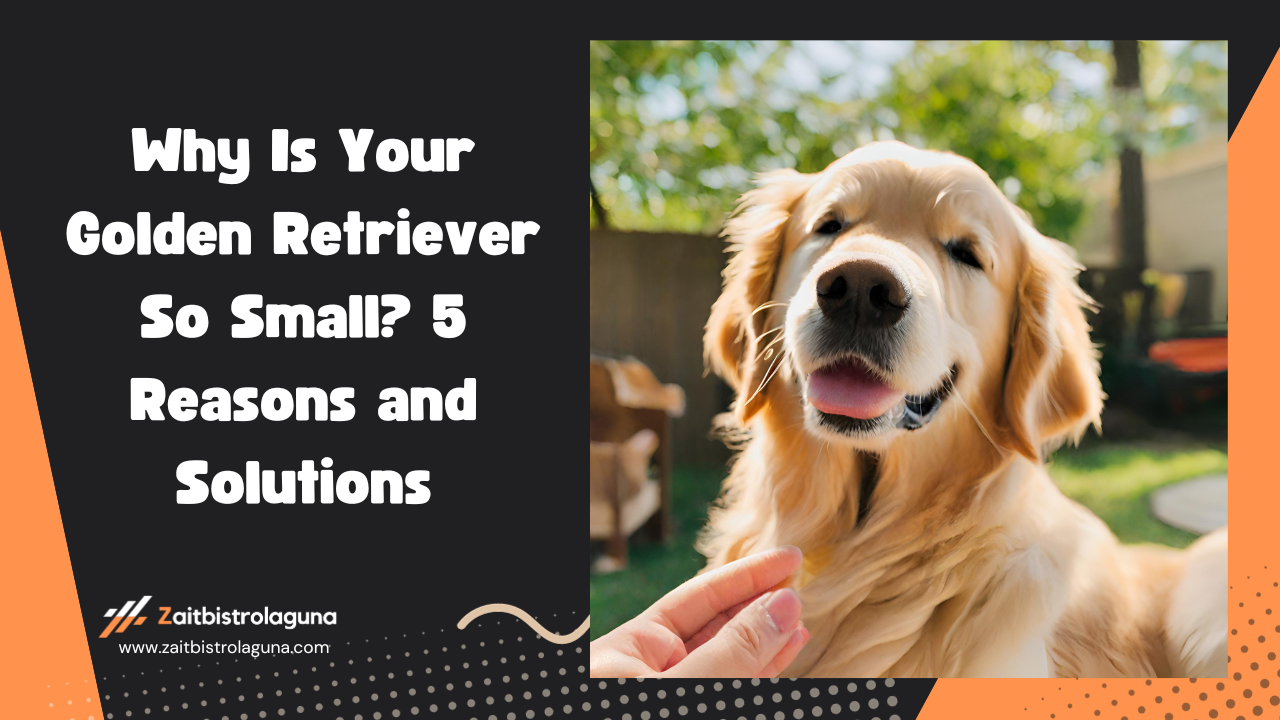 Why Is Your Golden Retriever So Small 5 Reasons and Solutions Image